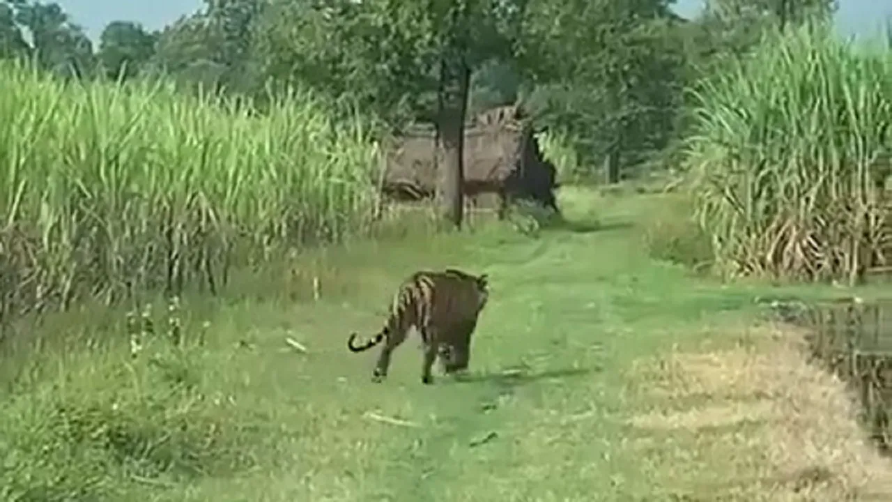 bagaha tiger pic