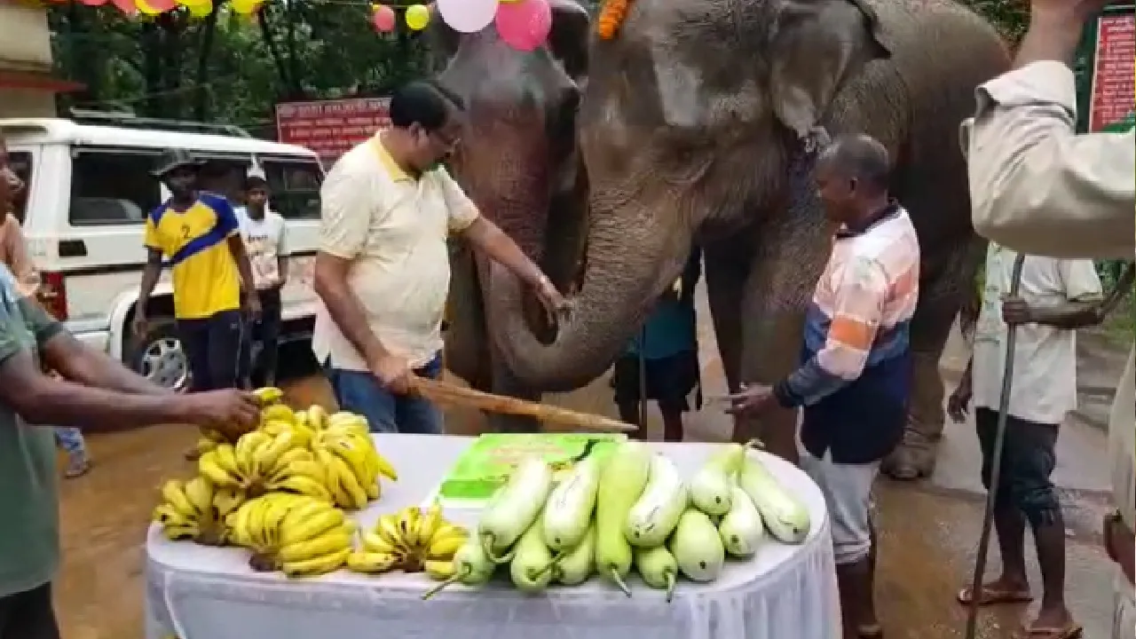 hathi rajani
