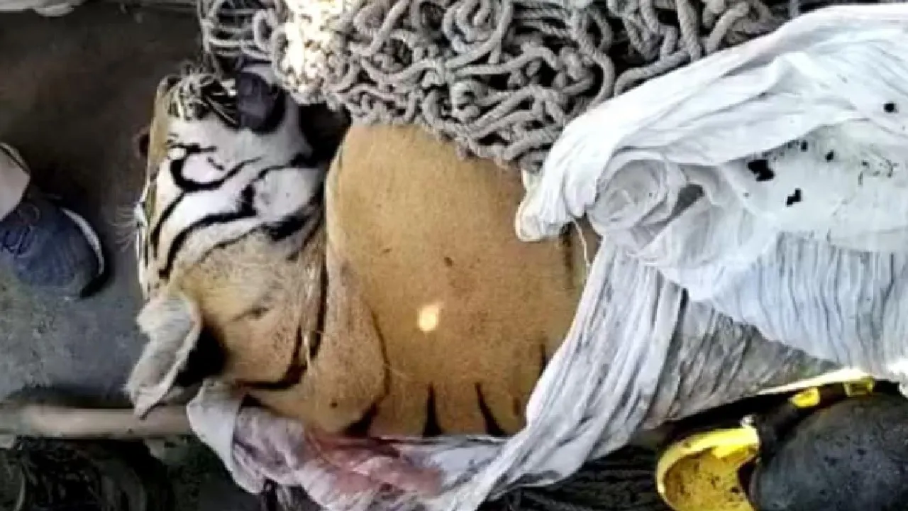 bagha tiger