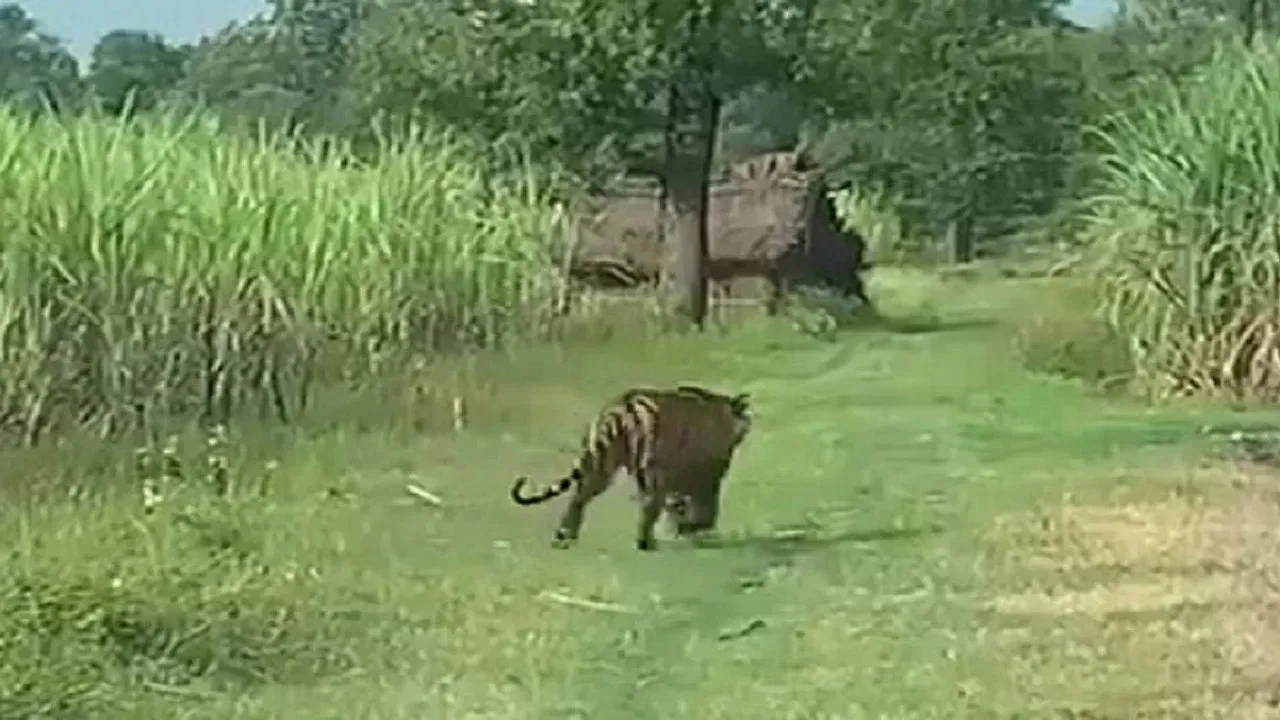 tiger