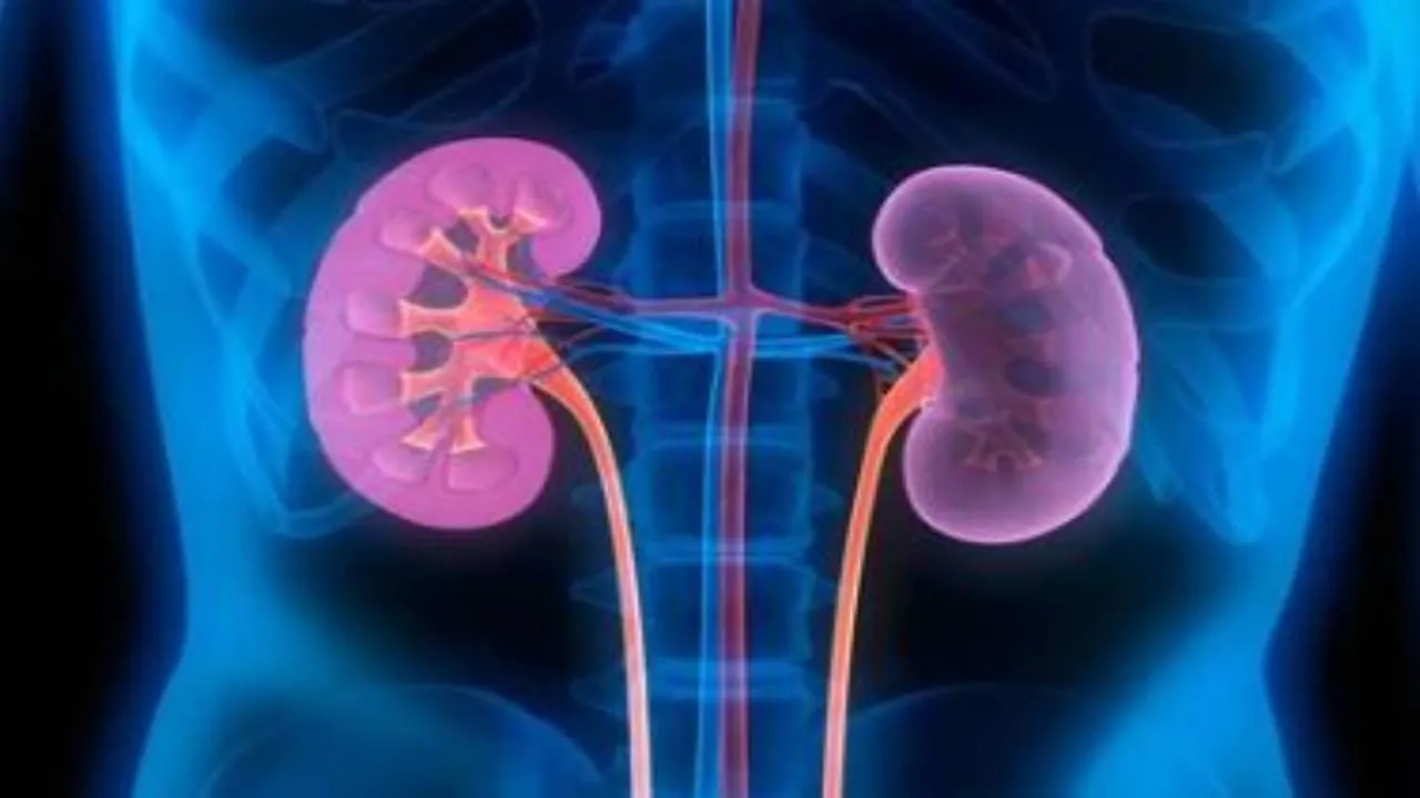 Kidney