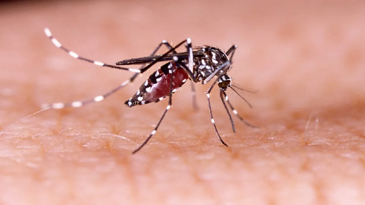 dengue news