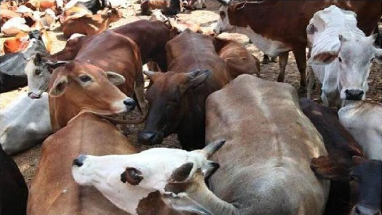 cow smuggling
