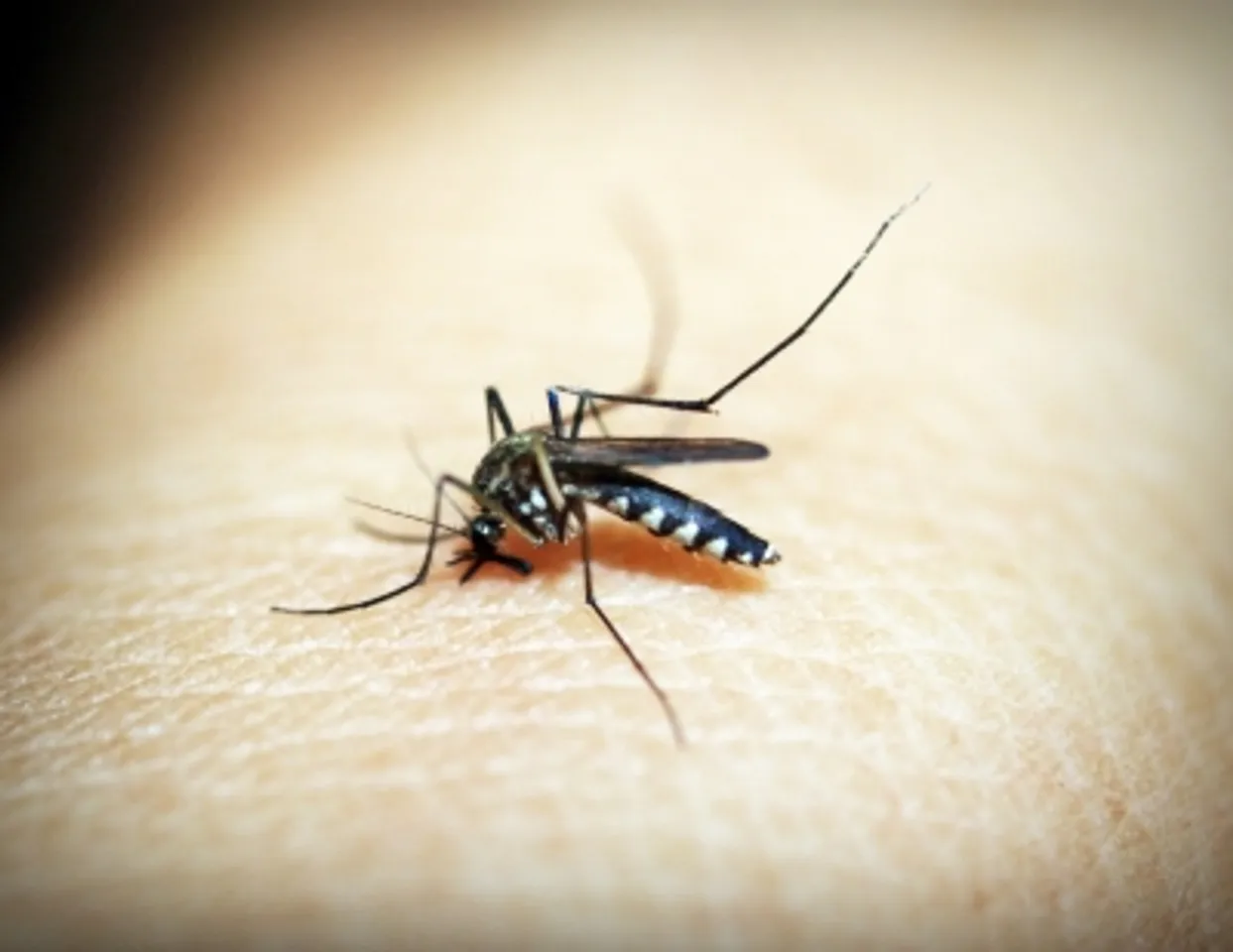 Lucknow dengue report