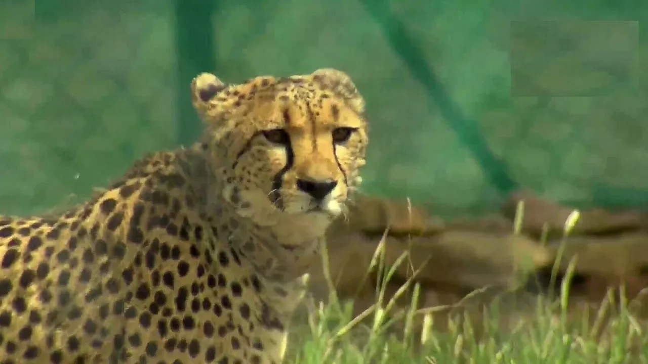 Cheetah Project
