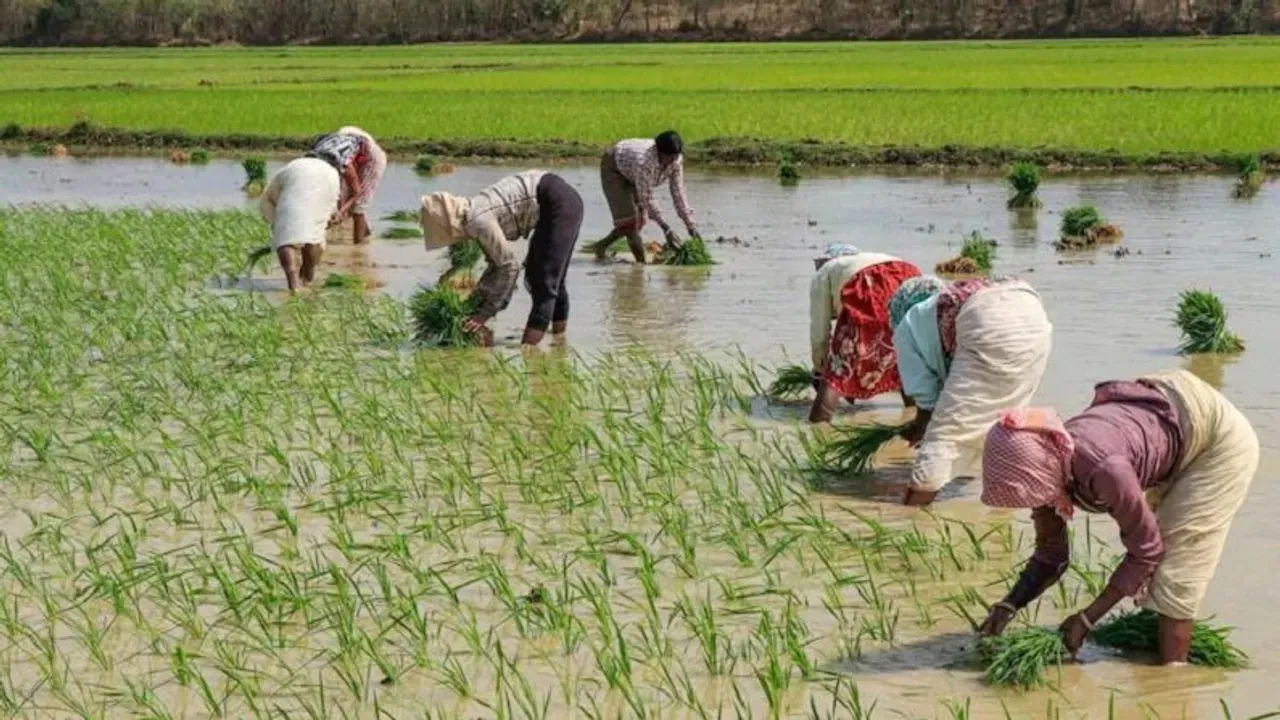 paddy farming