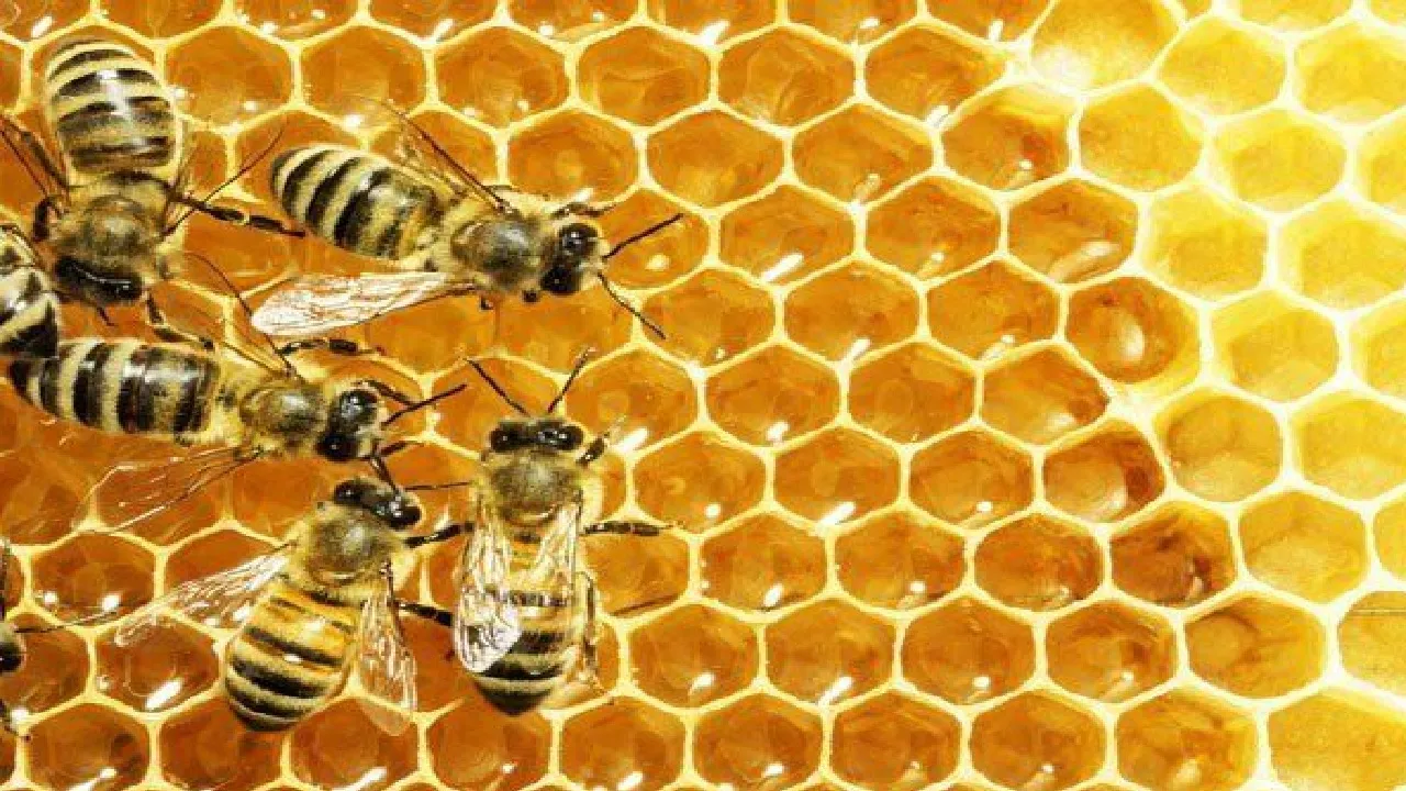 bees
