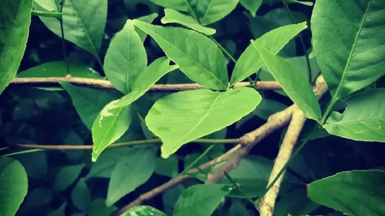 Belpatra Astro Benefits
