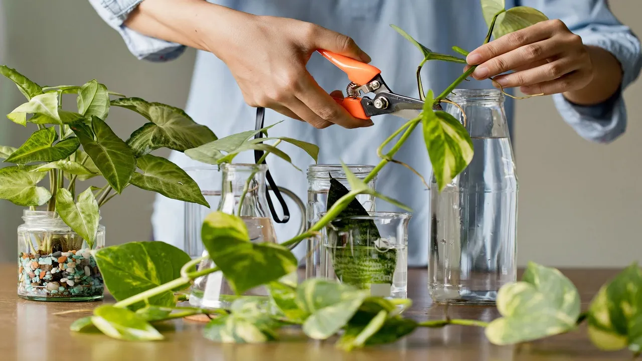 Money Plant