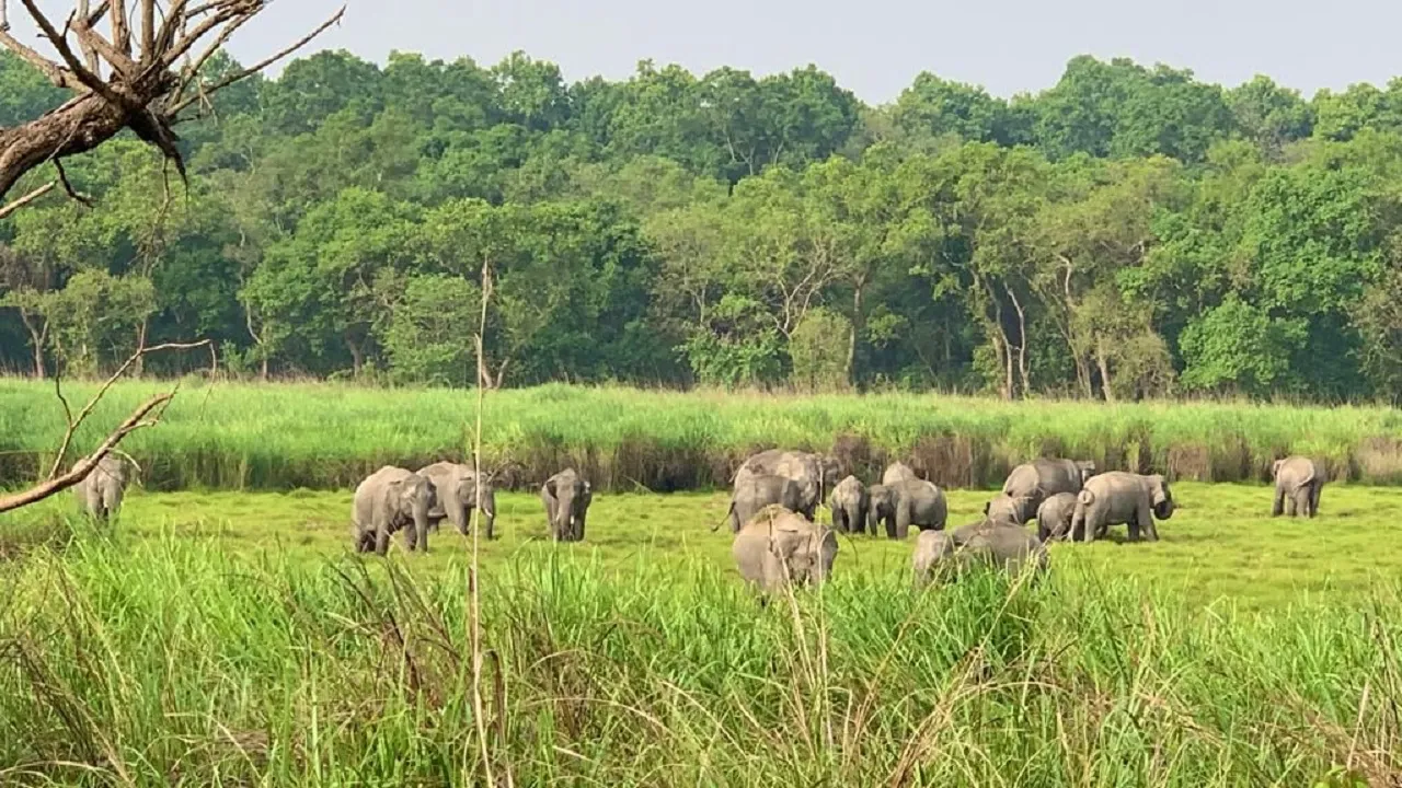 Elephant
