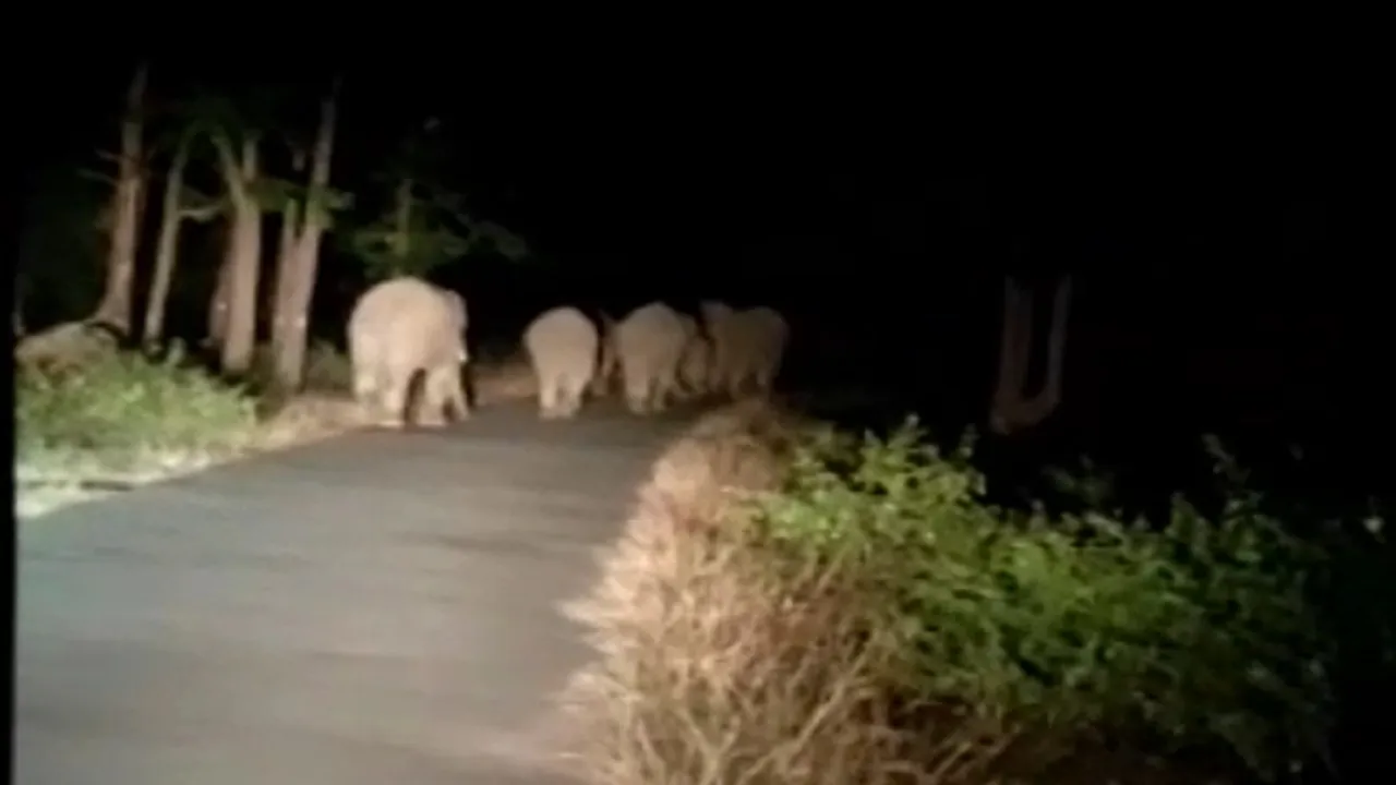 hathi