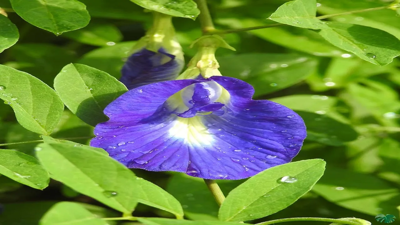 Aparajita Plant