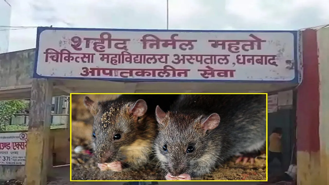 rat dead body