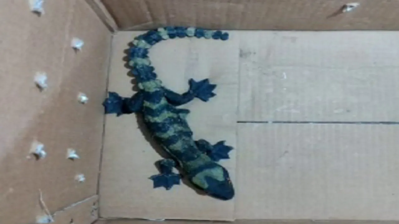 tecko gecko lizard