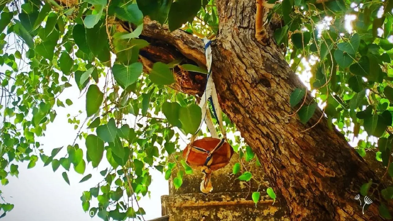 Tree Vastu Tips