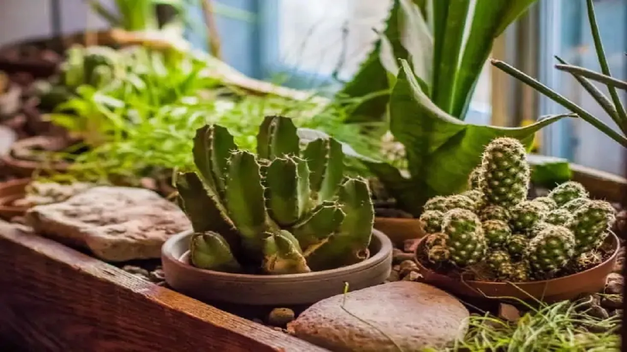 Plant Vastu Tips 2022