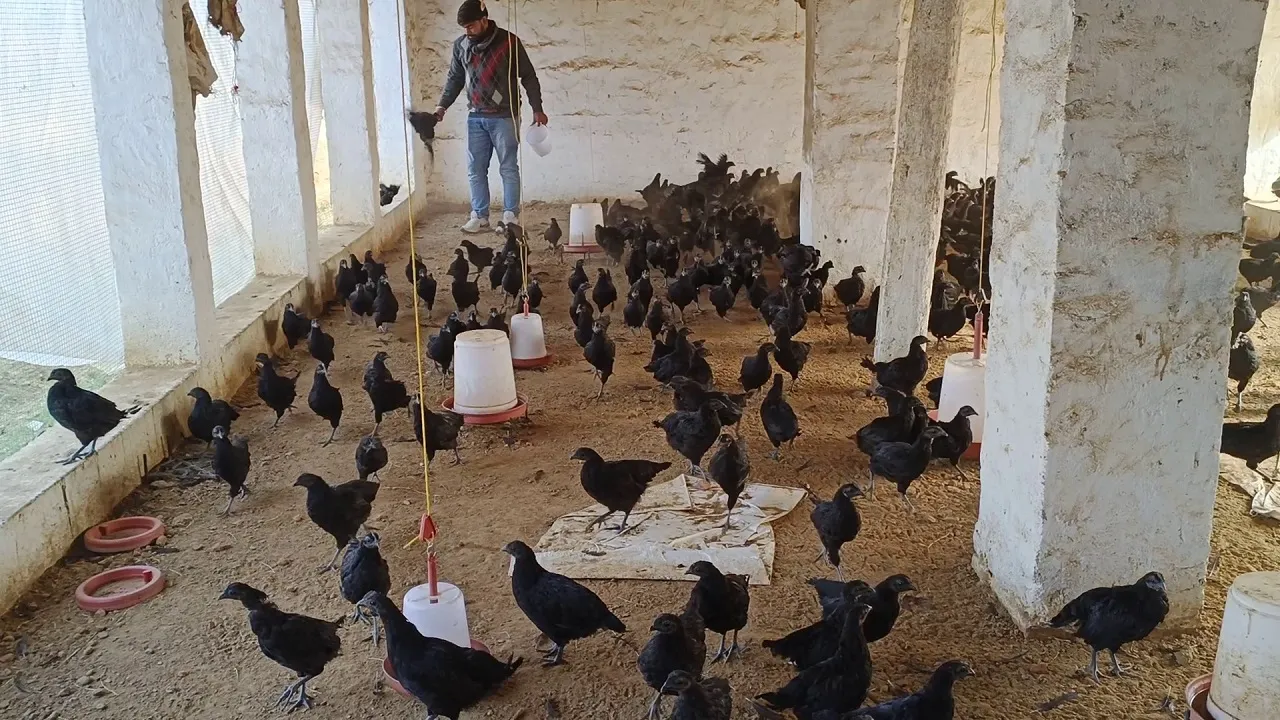 kadaknak cock