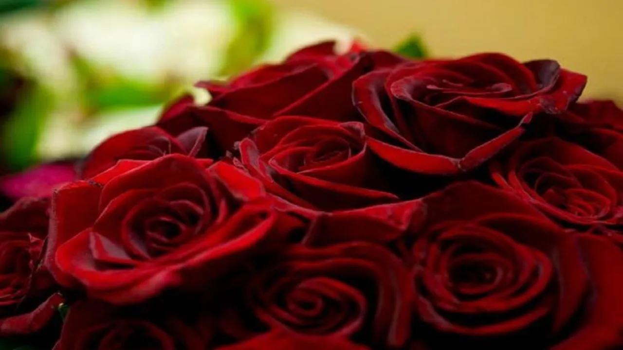 Rose Vastu Tips 2022