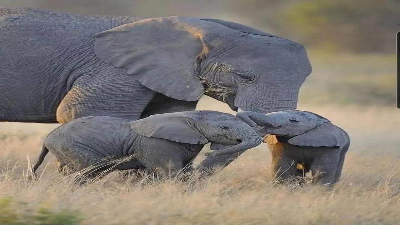Elephant