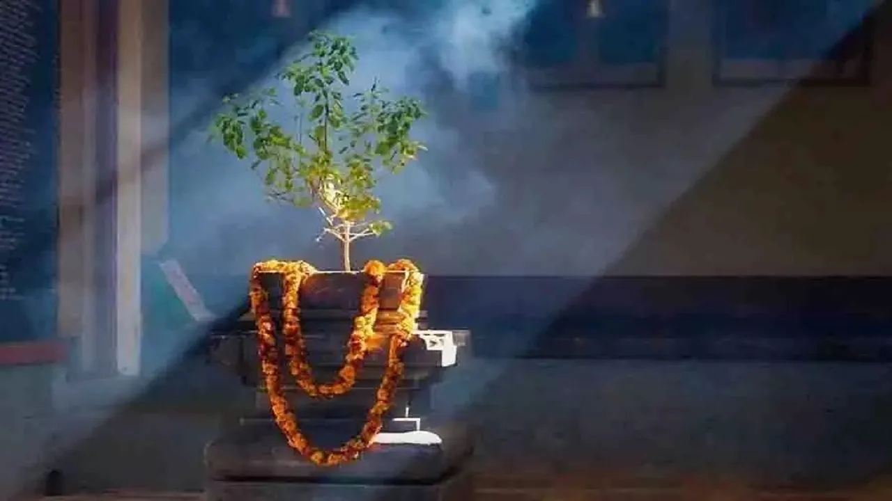 Tulsi Pujan Diwas 2022