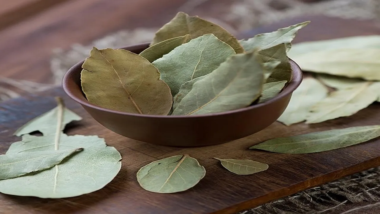 Bay leaf Upay 2022