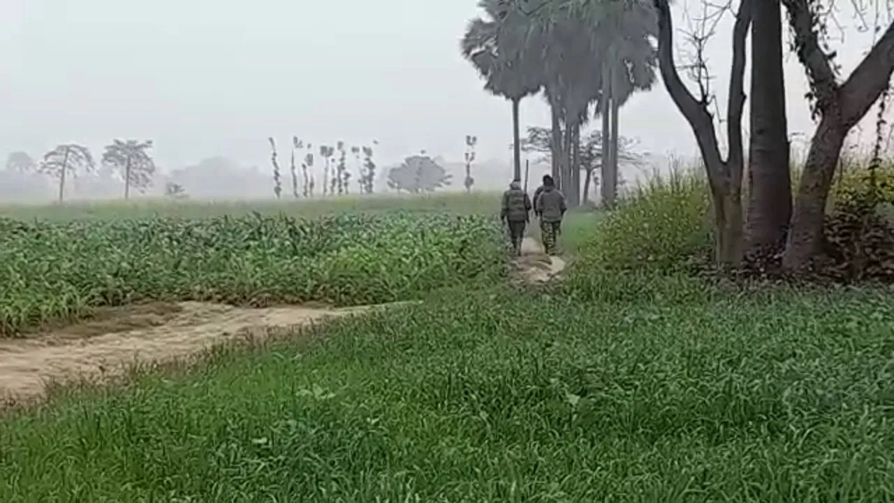 Encounter of dogs