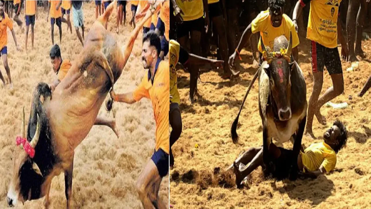 JalliKattu