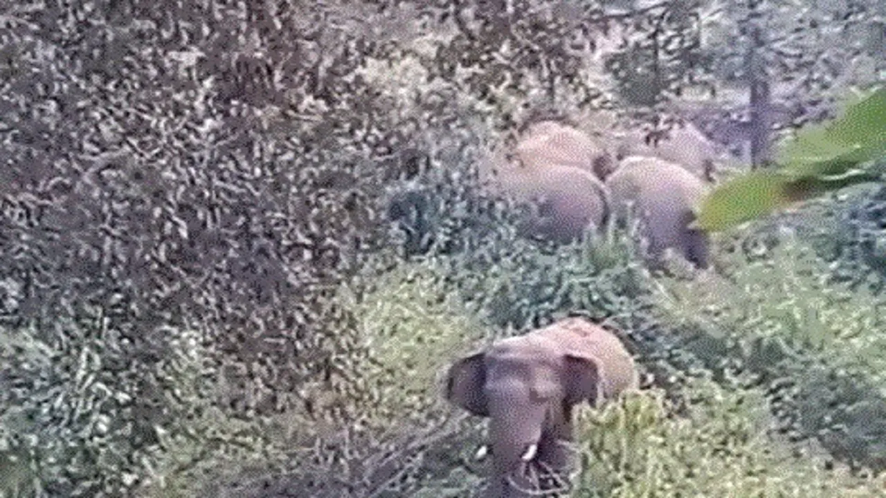 LATEHARHATHI
