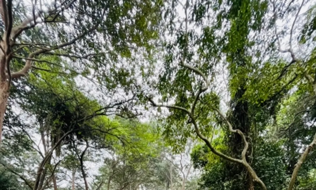 Foret