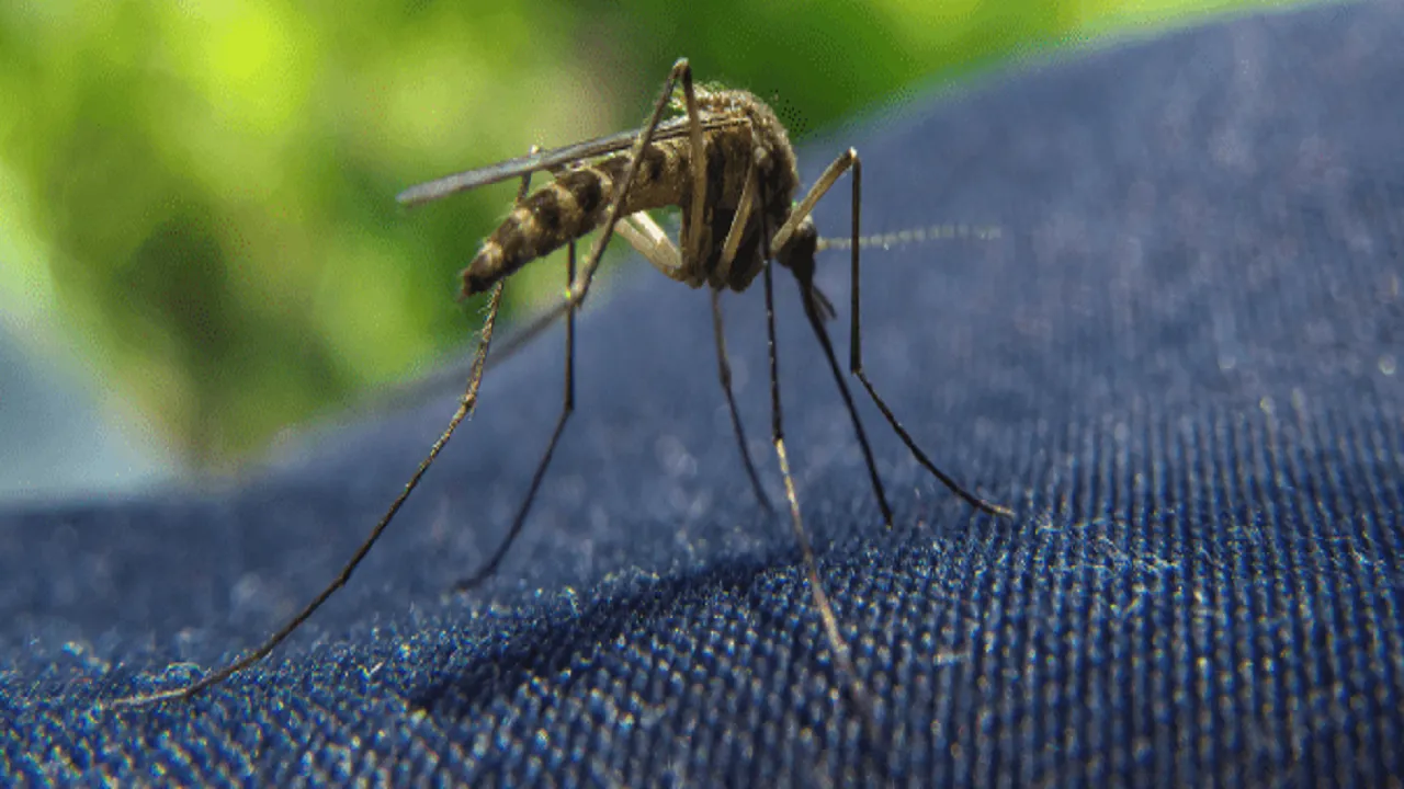 culex mosquito