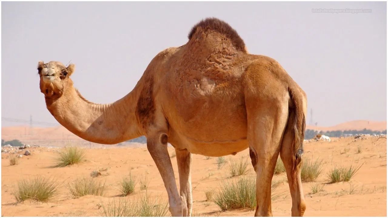 camel