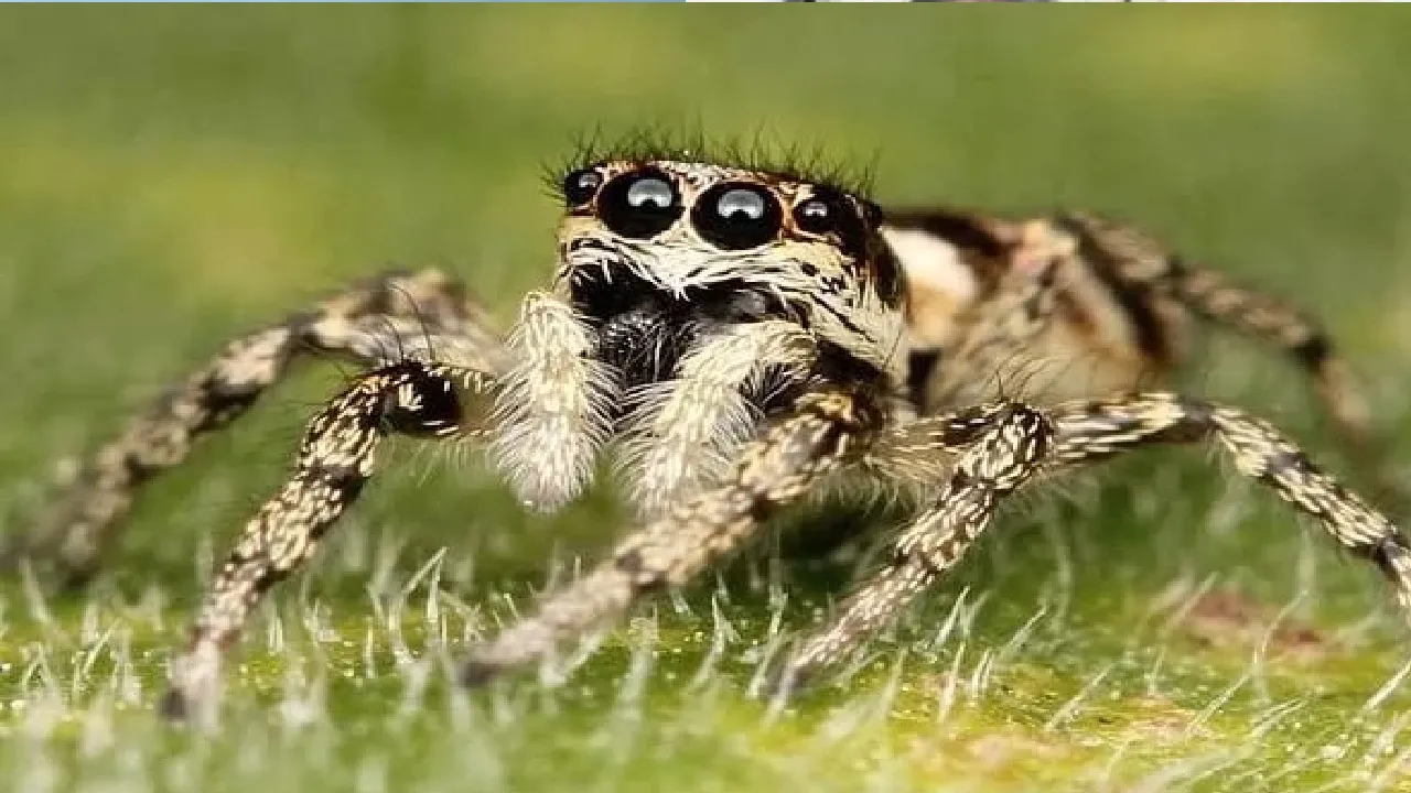 spider