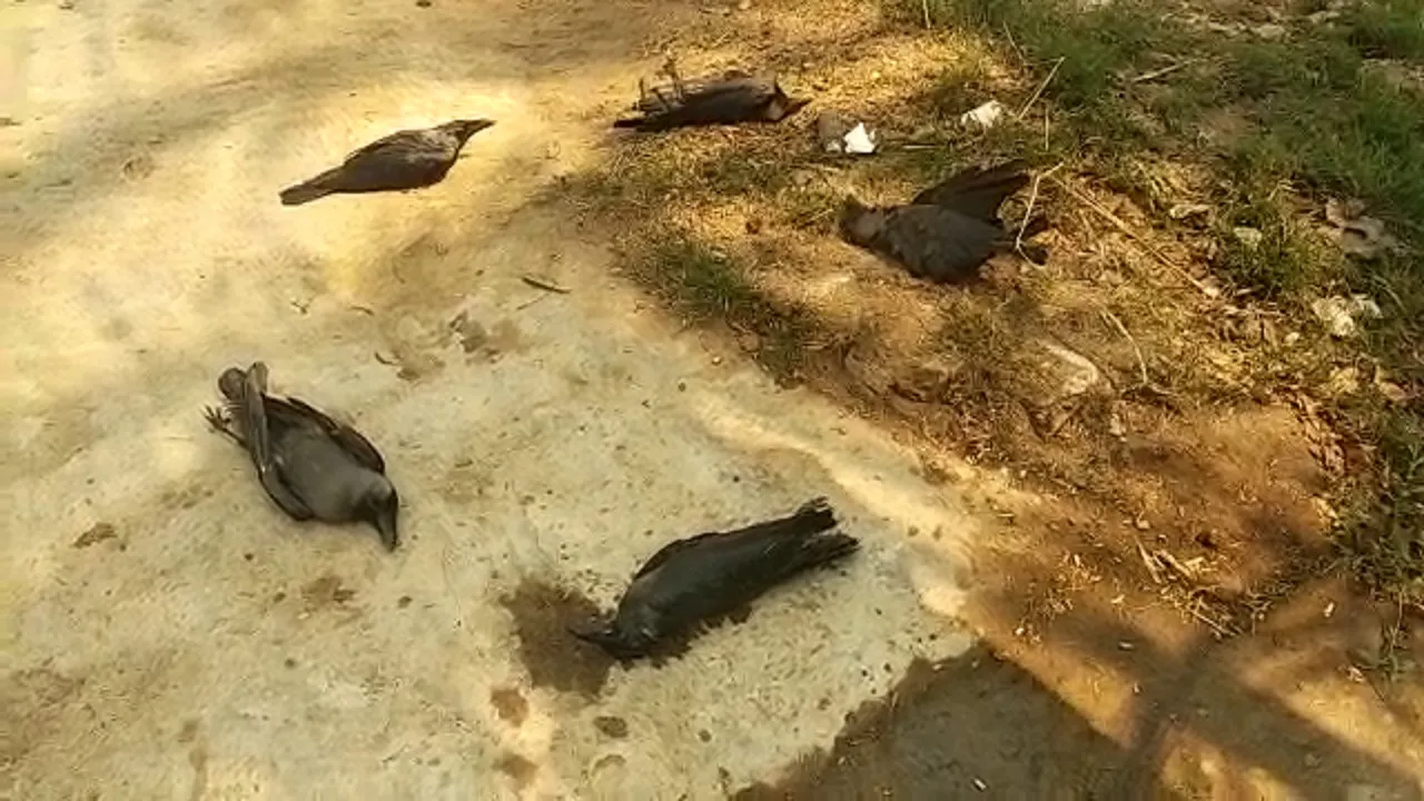 birds