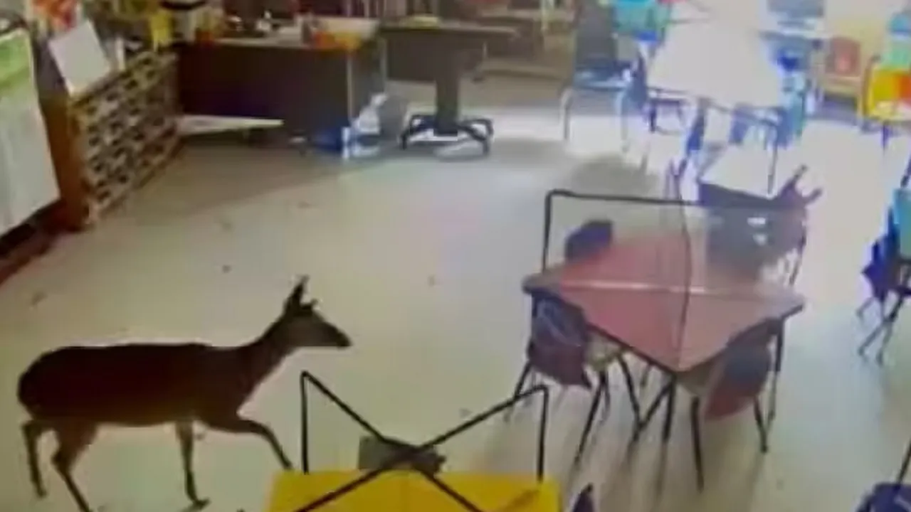 deer