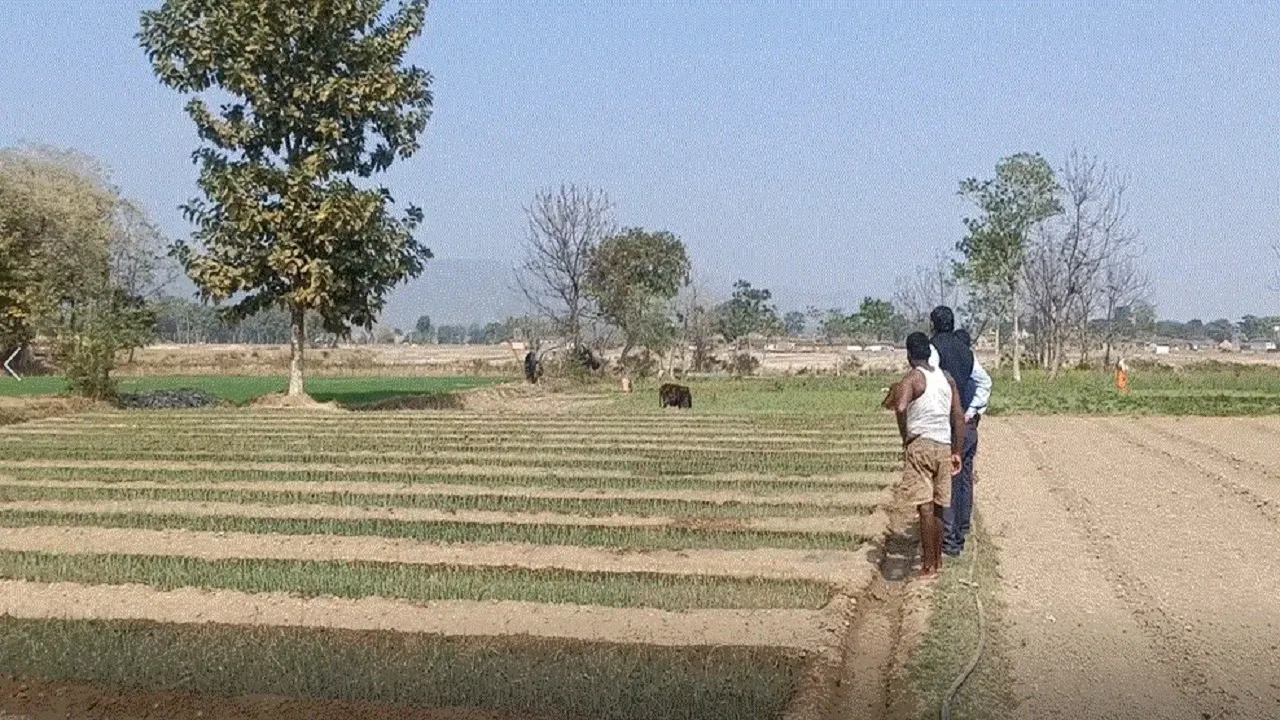 farmer