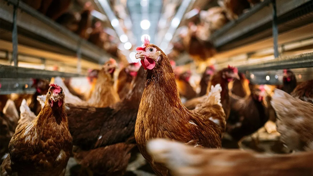 bird flu