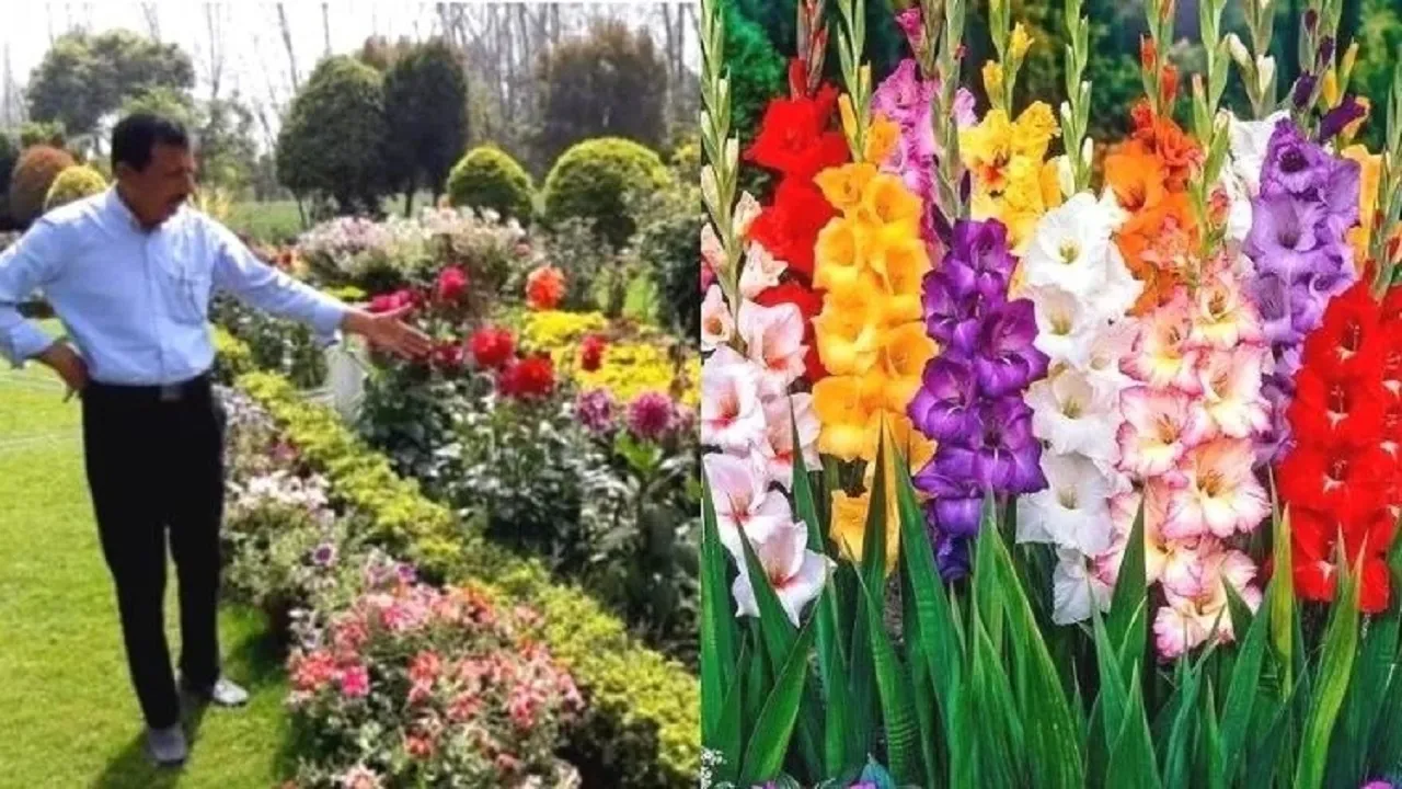 rajnigandha