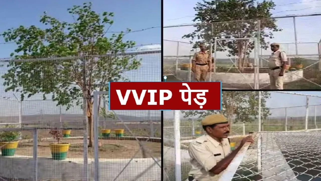 vvip tree