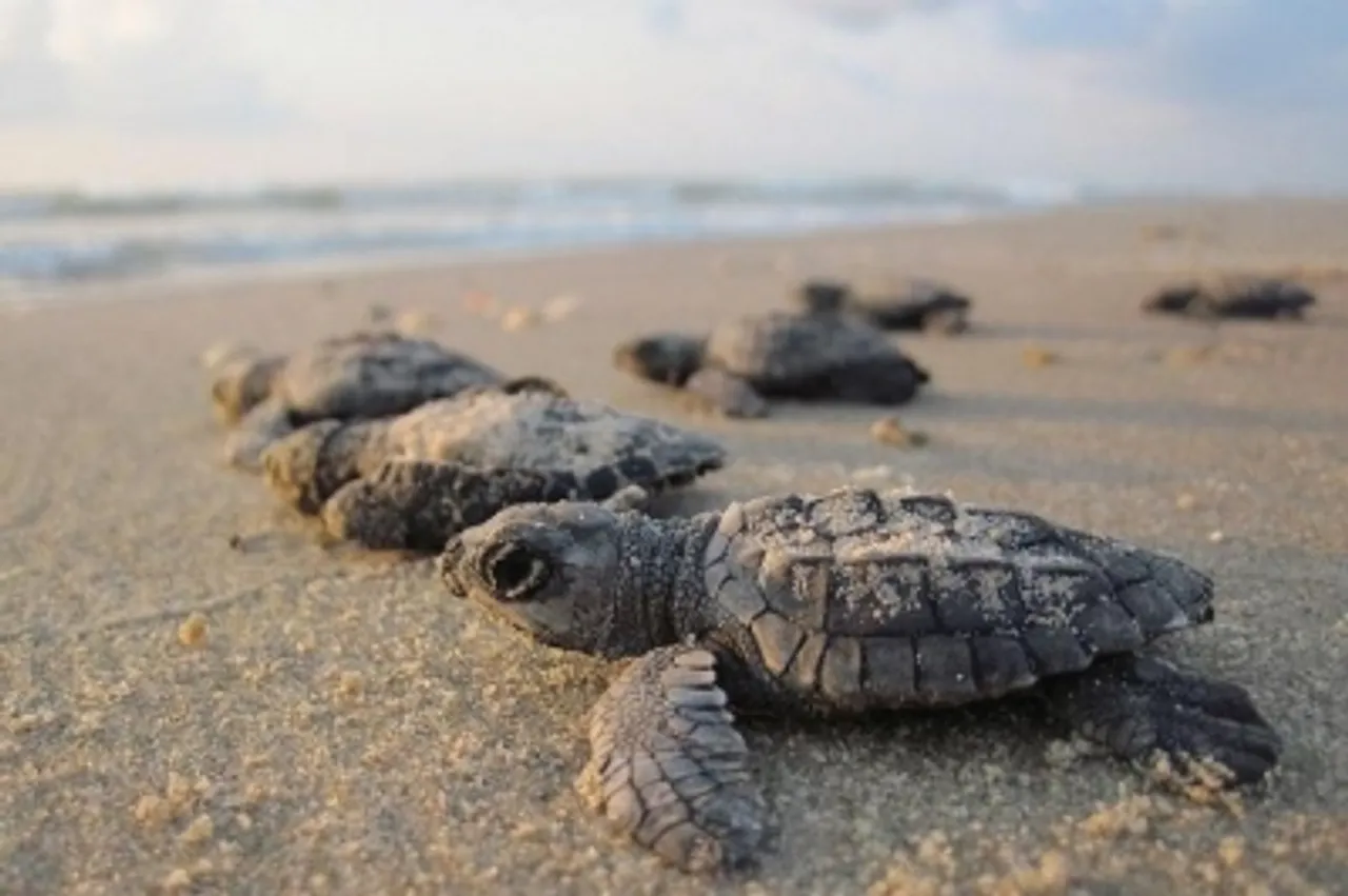Olive Ridley