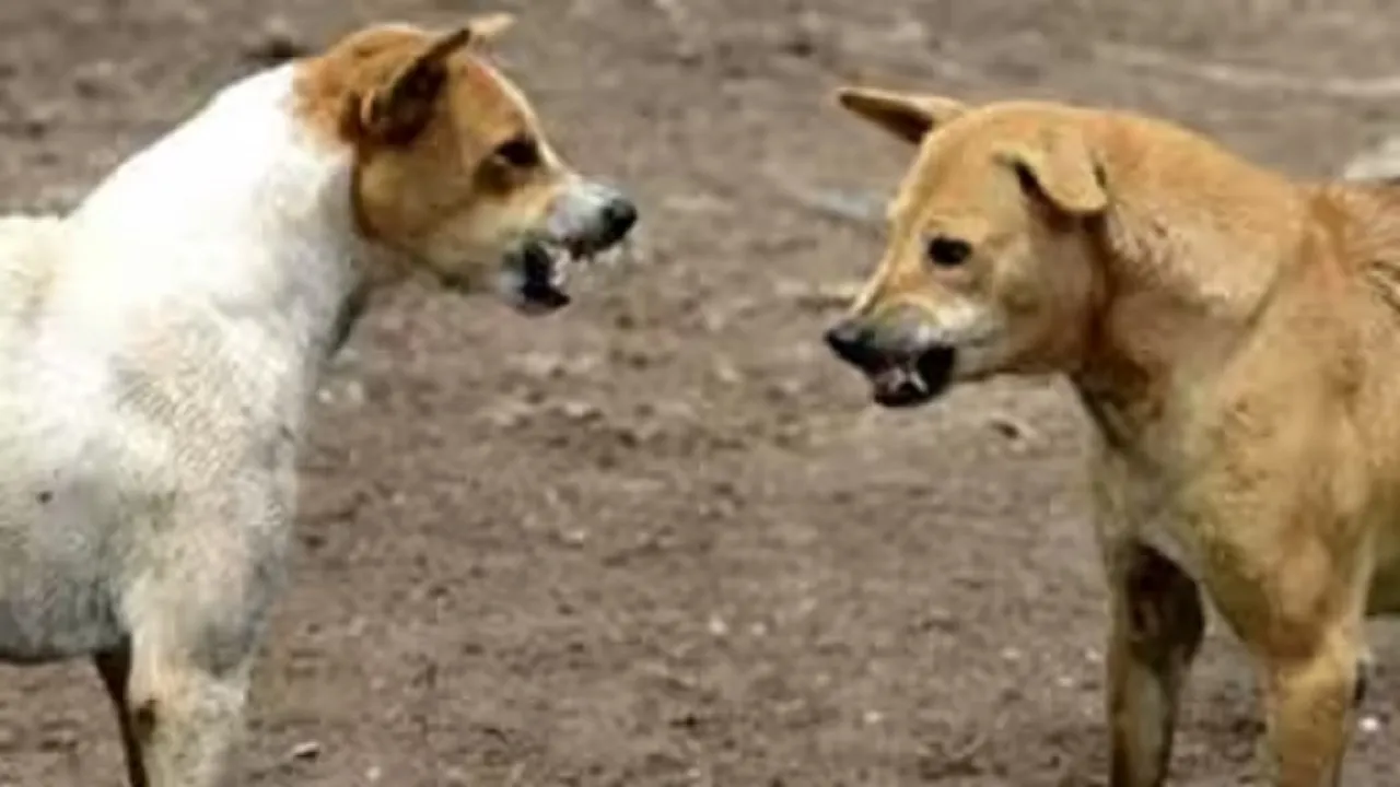 dog