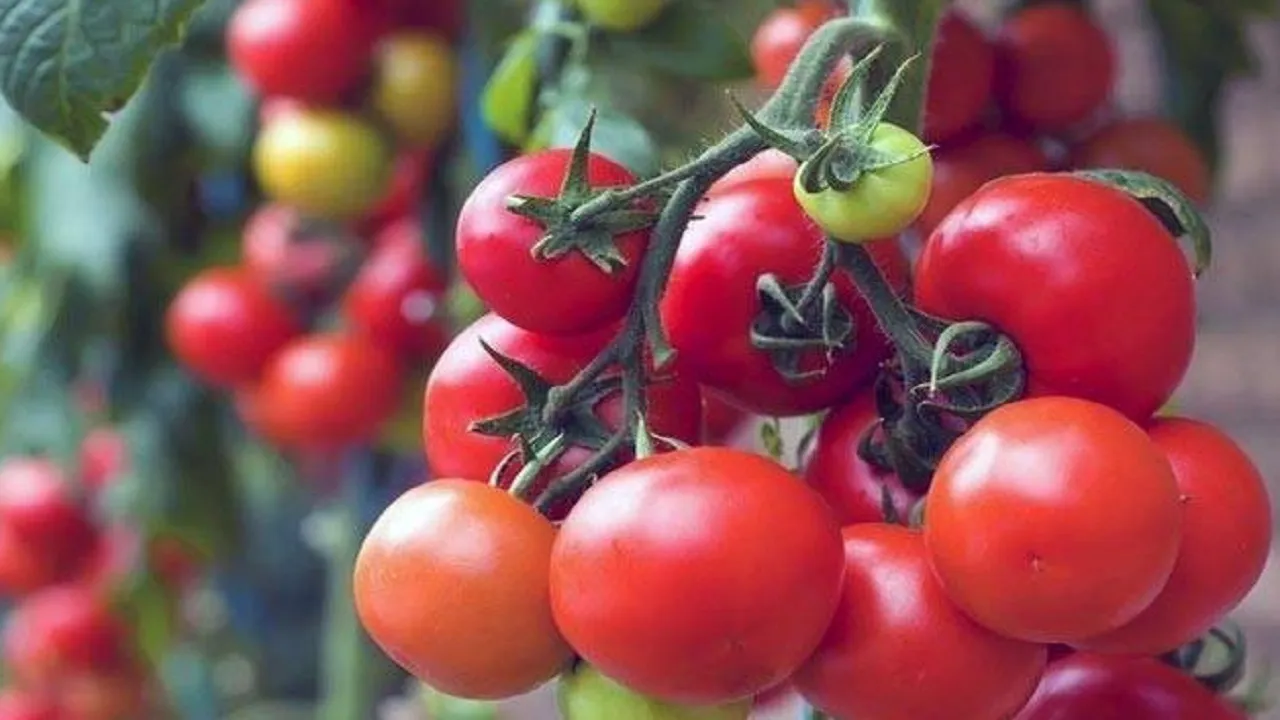 tomato