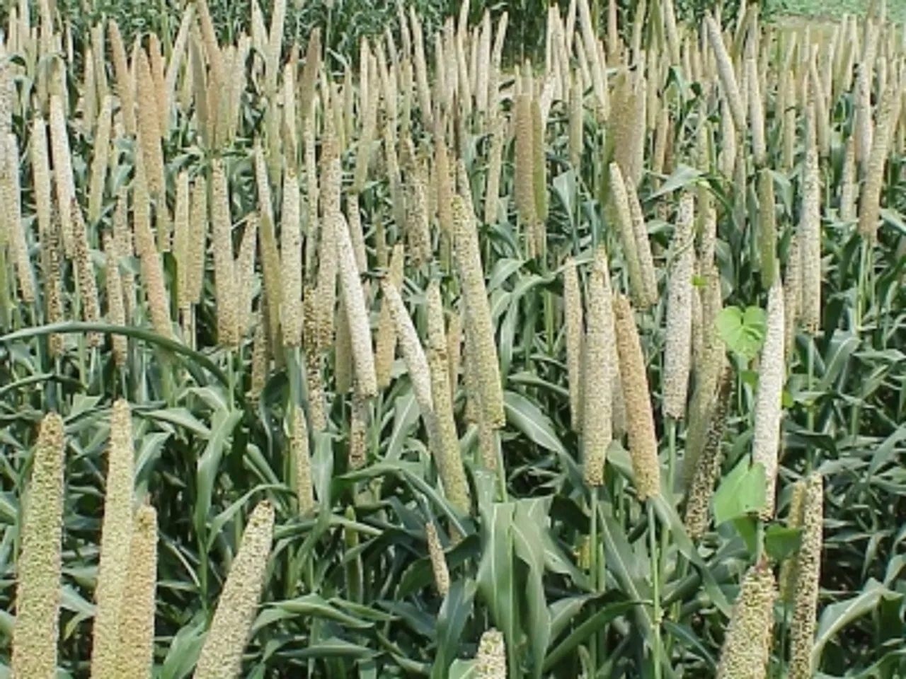 millet