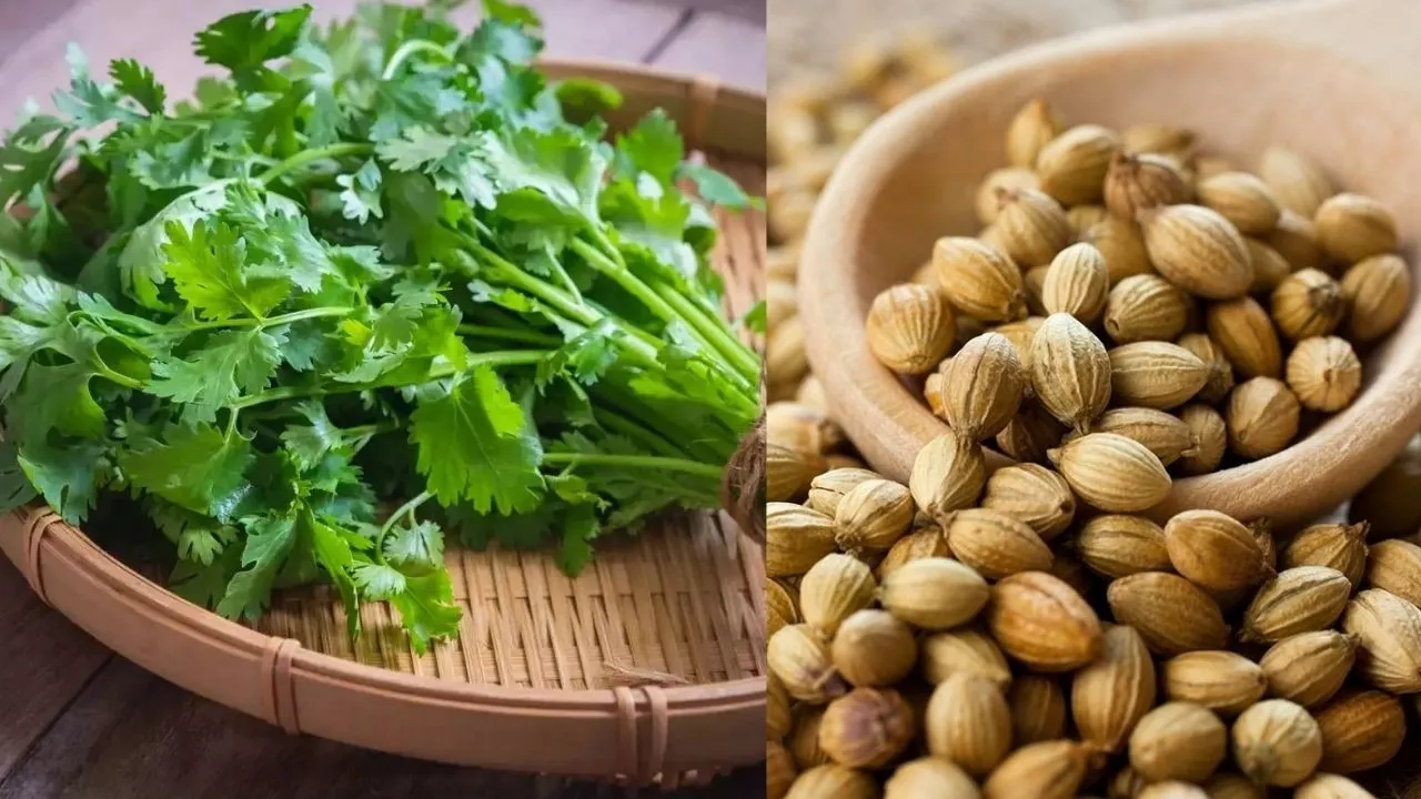 Coriander health benefits