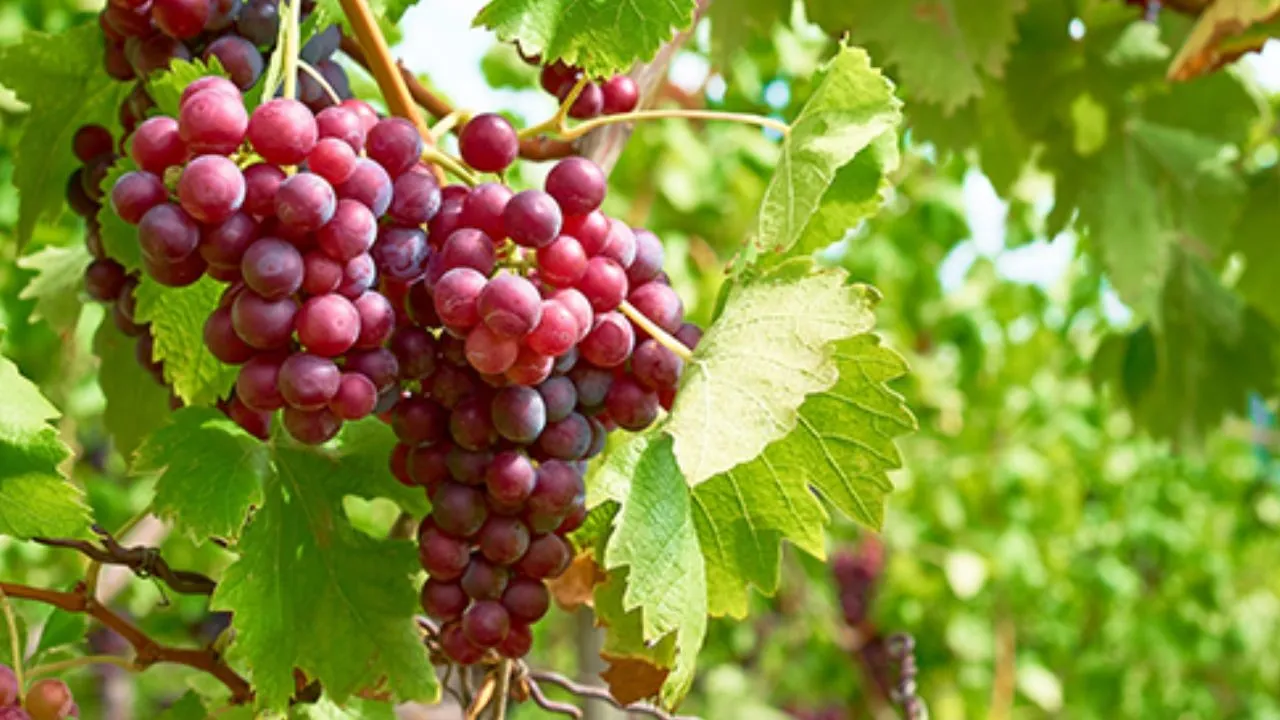Grapes health Benefits