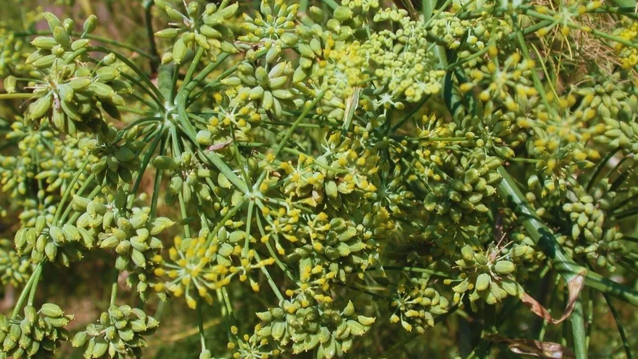 fennel