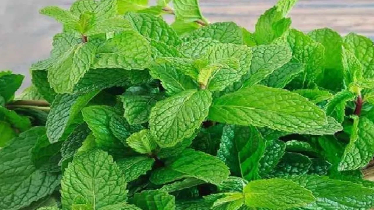 mint