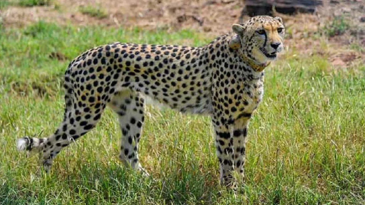 chitta