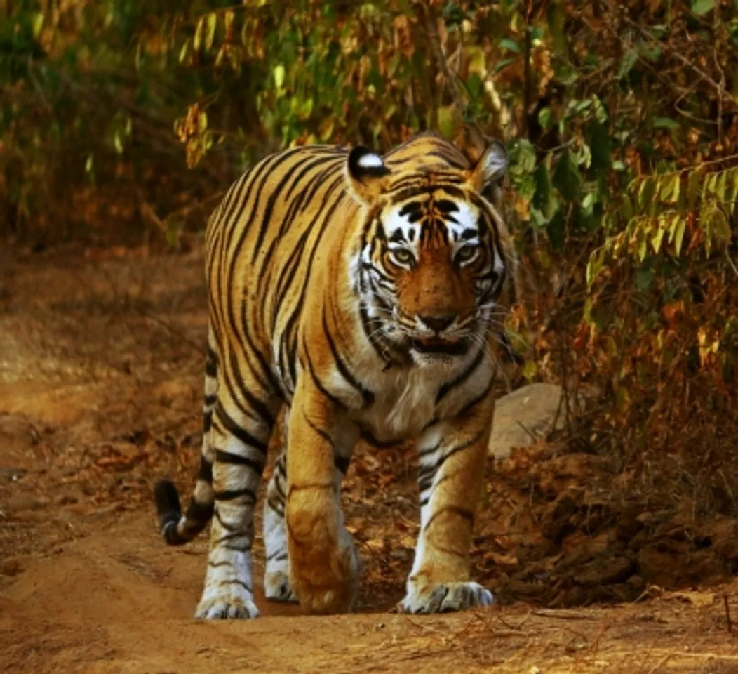 Project Tiger