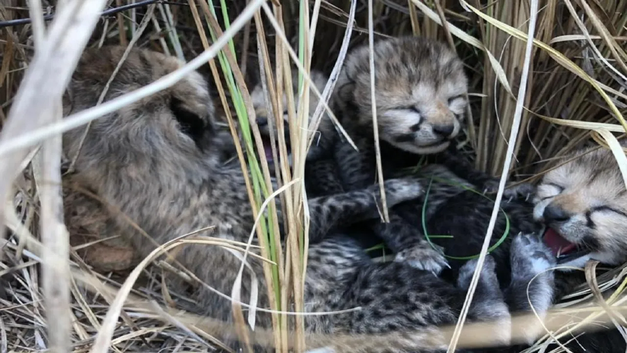 Project Cheetah