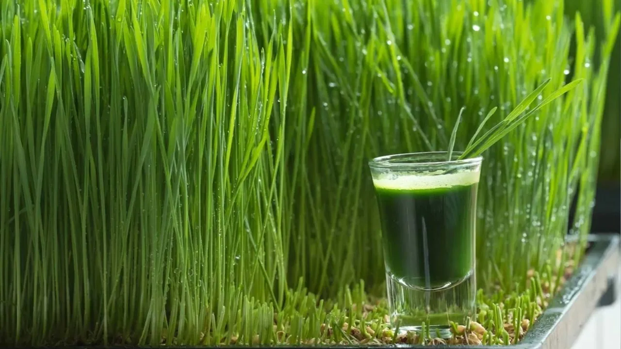 Wheatgrass